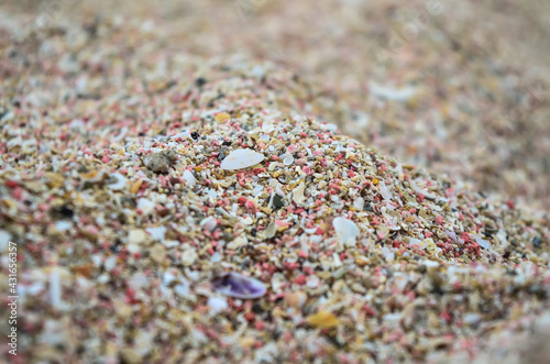 sand and shells