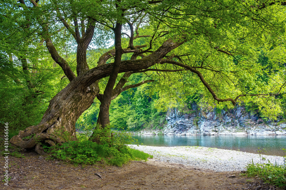 river flow under the rock. beautiful nature landscape in spring. deciduous trees on the shore