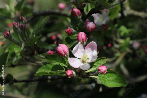 white and pink apple blossoms with a dark background
