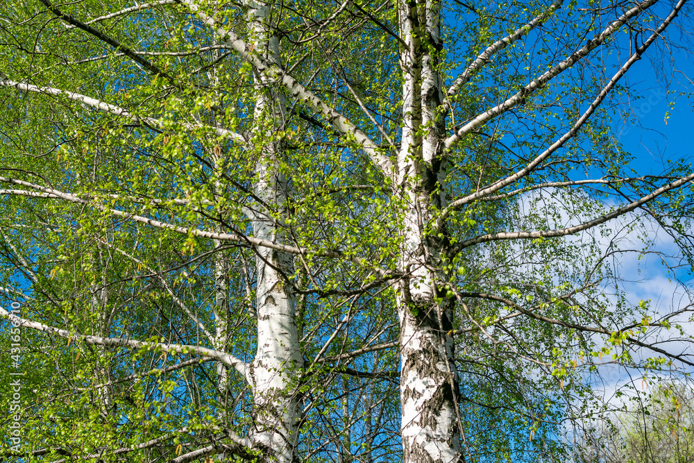 Fototapeta premium White birch trees against the blue sky in the early morning.
