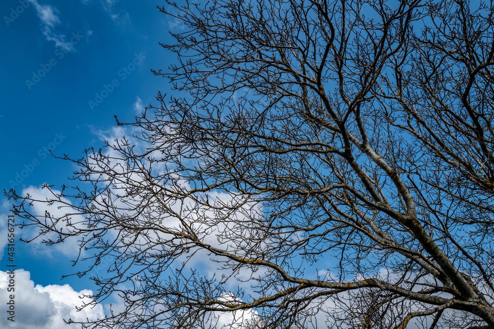 cime d'un arbre sans feuilles sur fond de ciel bleu et nuages blanc cime d'un arbre sans feuilles sur fond de ciel bleu et nuages blanc