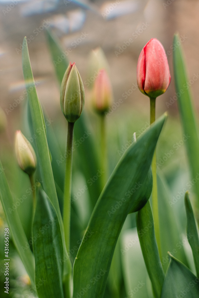 young red tulips young red tulips