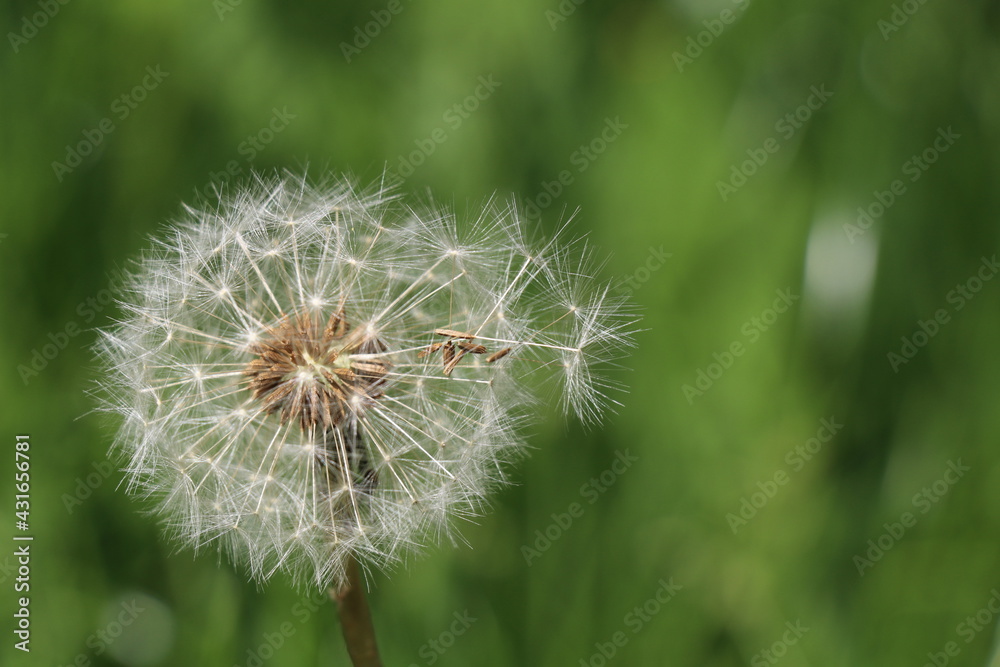 dandelion clock with seeds ready to blow away dandelion clock with seeds ready to blow away