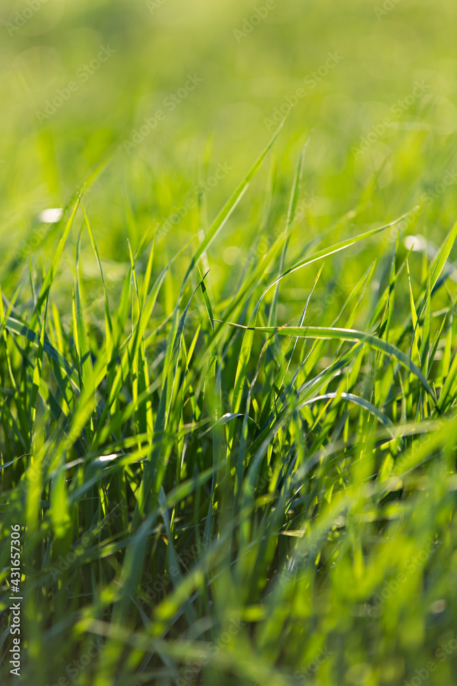 Fototapeta premium vertical background of bright green grass