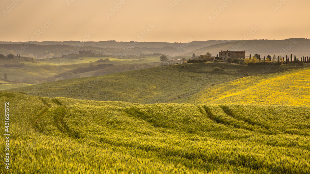 Fototapeta premium Wheat field tuscan village