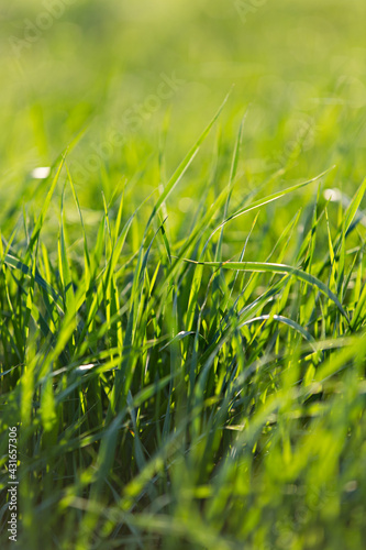 vertical background of bright green grass