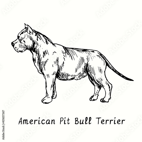 American Pit Bull Terrier standing side view. Ink black and white doodle drawing in woodcut style.