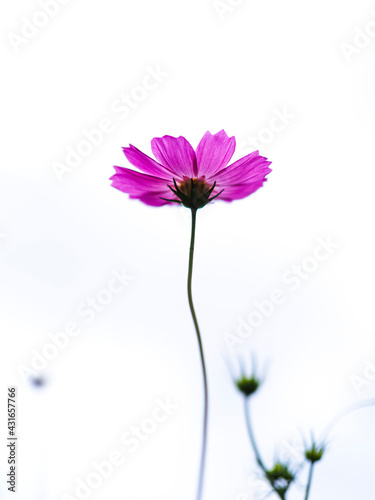 pink cosmos flower