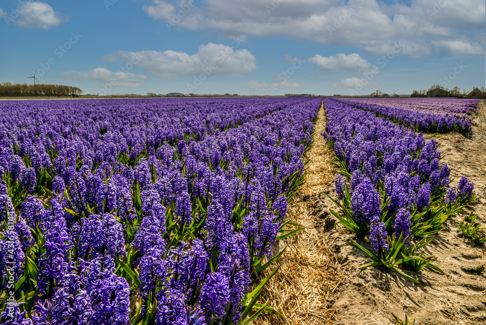 Obraz premium Field of purple hyacinths near Julianadorp