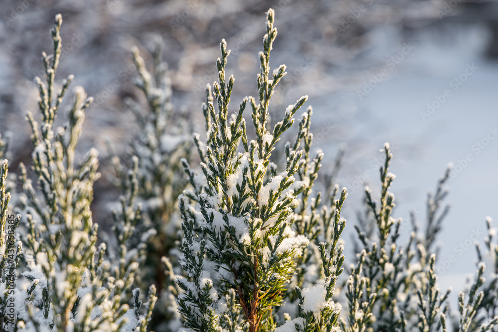 Green juniper branches covered with white fluffy snow are in winter day in the forest Green juniper branches covered with white fluffy snow are in winter day in the forest