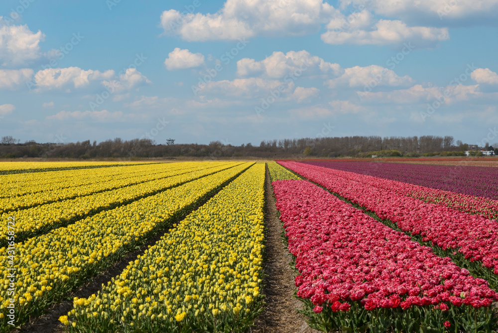 A field of yellow and red tulips with a blue sky and fluffy clouds.