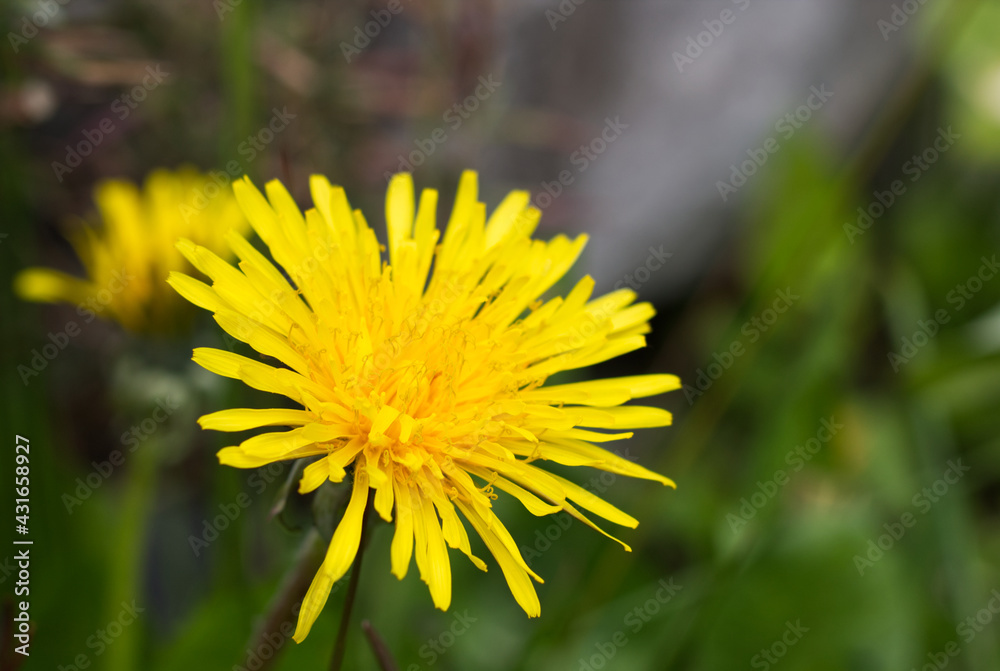 close up yellow dandelion blossom green background close up yellow dandelion blossom green background