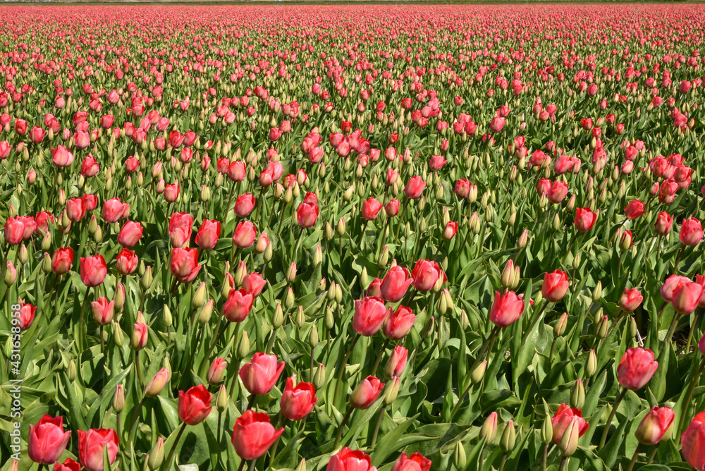 field of red tulips in north holland, julianadorp
