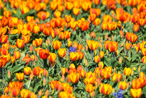 Field of orange tulips and one purple hyacinth near Julianadorp, the Netherlands. © Bert