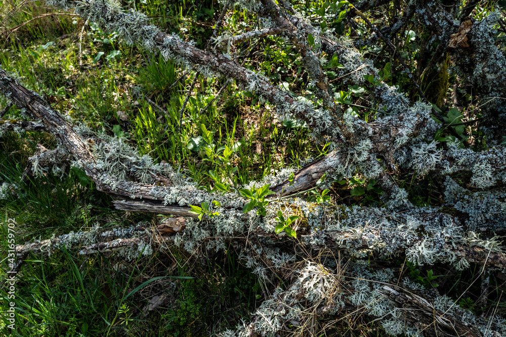 branches d'arbre mousse et lichen branches d'arbre mousse et lichen