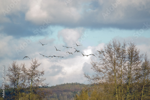 Lecące stado kaczek na tle błękitnego nieba