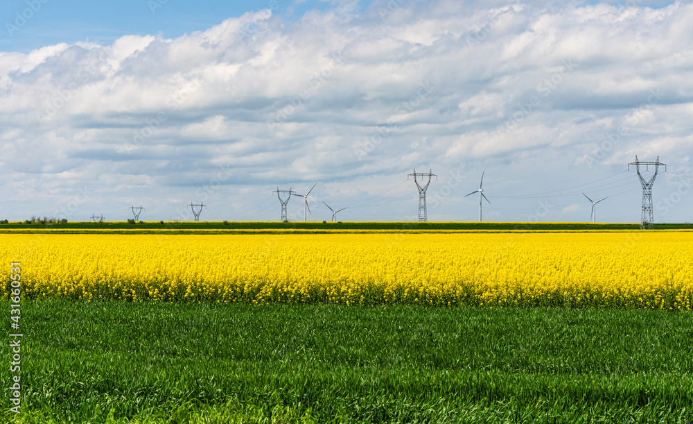Blühendes Rapsfeld mit Windkraftanlagen und Überlandstromleitungen im Hintergrund