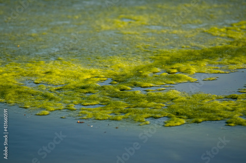 Zielone wodorosty swobodnie pływające w wodzie 