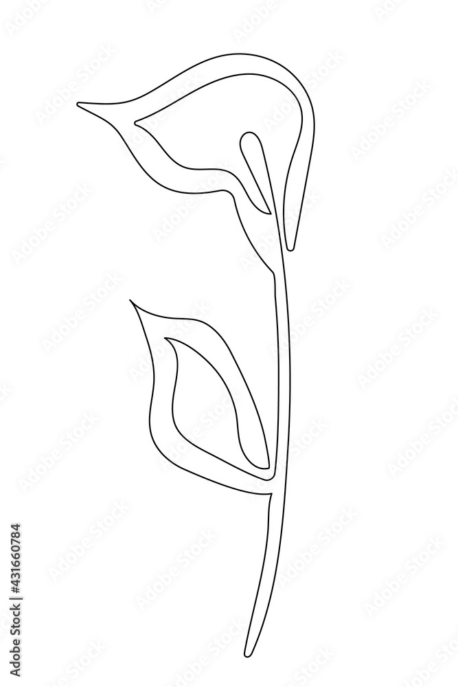 Calla lily flower. One line art. Vector illustration. Stock Vector ...