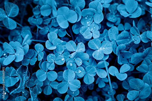 Clover leaves texture background  classic blue