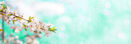Long horizontal banner with blooming cherry, apricot tree flowers and soft airy light background. Shallow depth of field