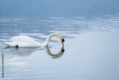 Fototapeta Naklejka Na Ścianę i Meble -  白鳥