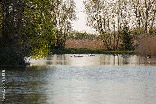 Stado kaczek płynących po jeziorze porośniętym wokoło trzcinami 