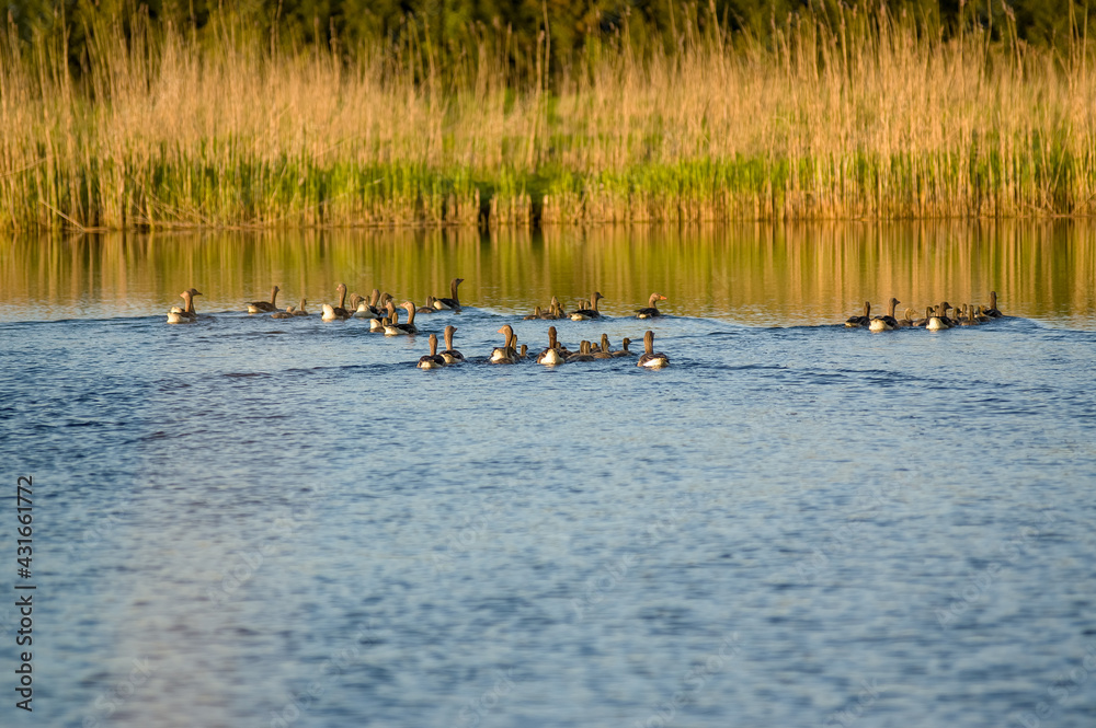 Stado kaczek płynących po jeziorze porośniętym wokoło trzcinami
 - obrazy, fototapety, plakaty 