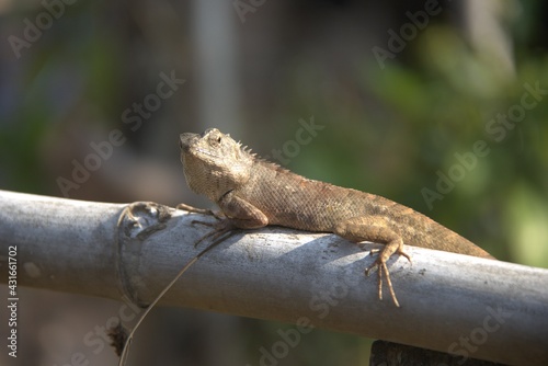 Cambodia. Changeable lizard. Calotes is a genus of lizards in the draconine clade of the family Agamidae. The genus contains 25 species. Siem Reap province.