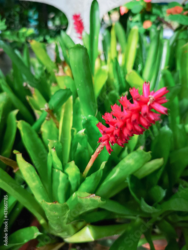 Red pineapple flower in the garden - V.1