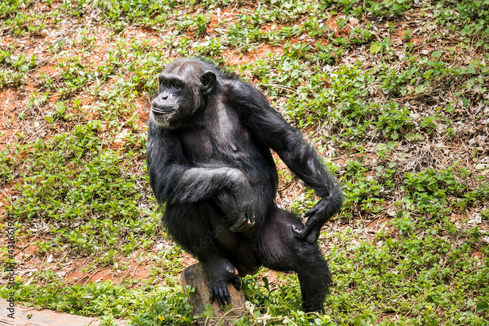 Chimpanzee sitting cool in zoo with small green tree background Chimpanzee sitting cool in zoo with small green tree background