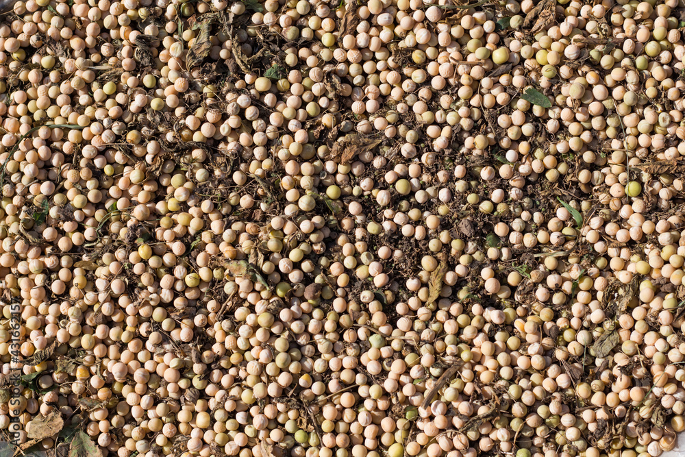 background of collected ripe peas with garbage before sorting background of collected ripe peas with garbage before sorting
