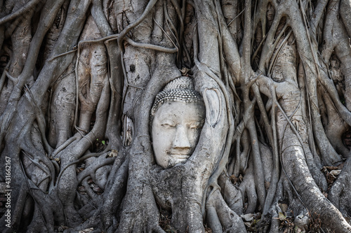 The head of a Buddha image in an old tree root at Wat Mahathat is the famous and famous landmark of Ayutthaya Province  Thailand.