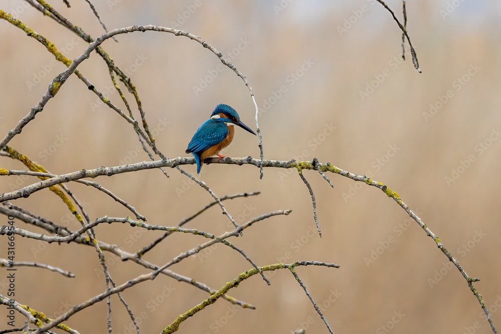 A colorful kingfisher sitting on a tree in a pond at the nature reserve called Reinheimer Teich in Hesse, Germany at a sunny day in spring. A colorful kingfisher sitting on a tree in a pond at the nature reserve called Reinheimer Teich in Hesse, Germany at a sunny day in spring.