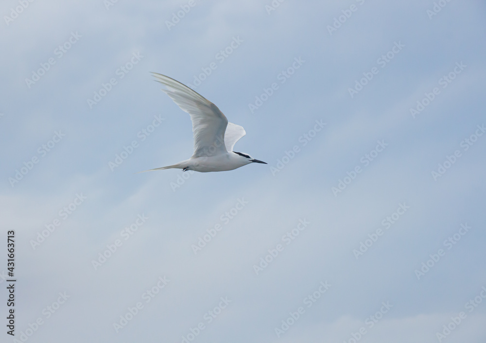 seagull in the sky seagull in the sky