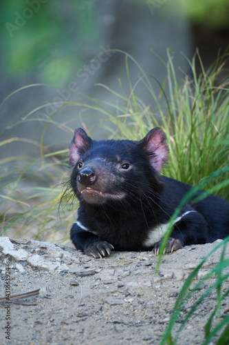 Cute Tasmanian Devil Female on the Grass Background (Sarcophilus harrisii)