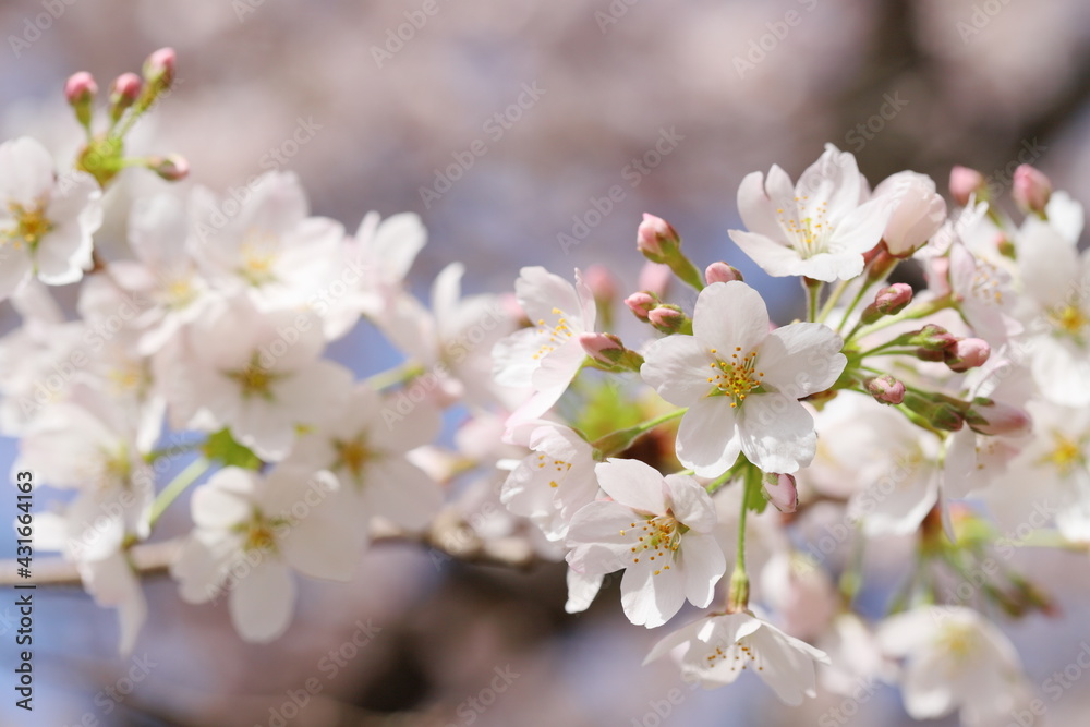 桜の花(ソメイヨシノ) 桜の花(ソメイヨシノ)