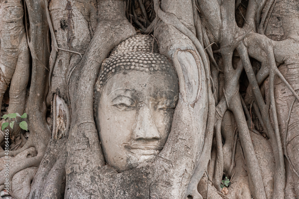 buddha head on tree