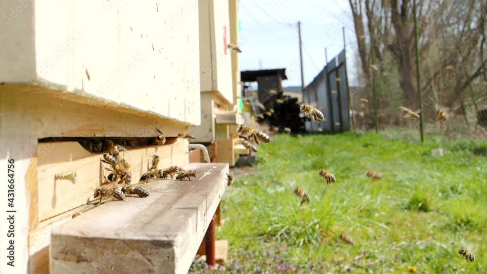 Swarm of honey bees (Apis mellifera) carrying pollen and flying to the landing board of hive in an apiary in SLOW MOTION HD VIDEO. Organic BIO farming, animal rights, back to nature concept. Close-up. Swarm of honey bees (Apis mellifera) carrying pollen and flying to the landing board of hive in an apiary in SLOW MOTION HD VIDEO. Organic BIO farming, animal rights, back to nature concept. Close-up.
