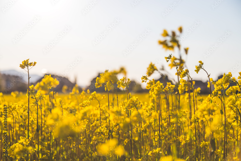 Blooming canola rapeseed blossoms at evening, summer. Biofuel concept.