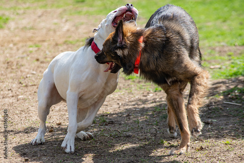 Dogs Fighting Playing Teeth White Pitbull Attack