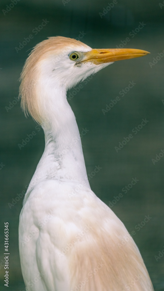 Obraz premium Portrait of the Cattle egret with yellow eyes. Bubulcus ibis.