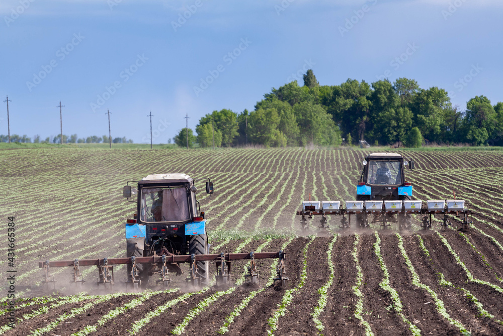 Fototapeta premium field work in agriculture. farmer's tractor harrows the field after planting seeds. tractor and seeder planting crops on a field.