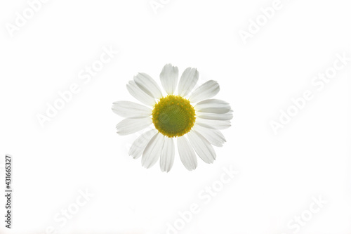 Fototapeta Naklejka Na Ścianę i Meble -  Camomile flower on a white background