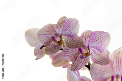 White orchid with purple stripes on white background