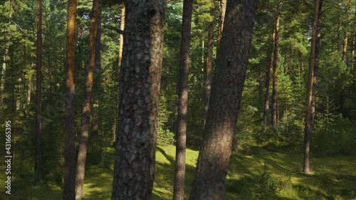 Wallpaper Mural Passage through a vibrant, rich forest during a sunny day Torontodigital.ca