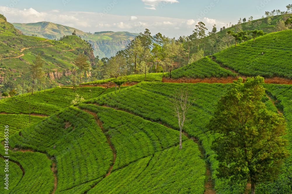 Fototapeta premium Tea green fields, Sri Lanka