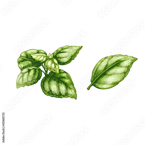 Basil fresh leaves. Vintage vector hatching color hand drawn illustration
