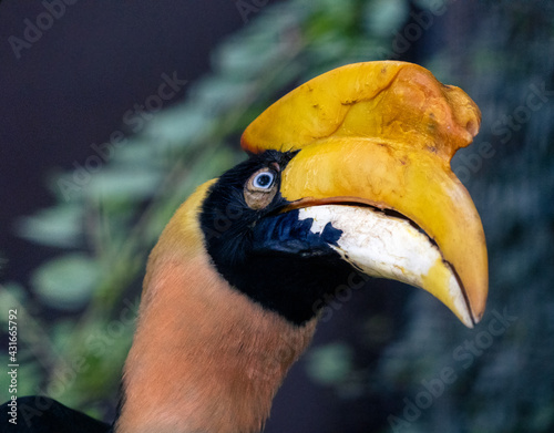 Rhinoceros hornbill with beautiful eyelashes on a green leaves Buceros rhinoceros.