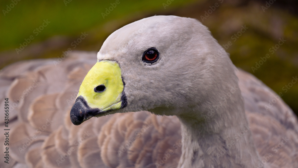 Cape Barren Goose with red eye. Calmly looking grey bird. Cape Barren Goose with red eye. Calmly looking grey bird.